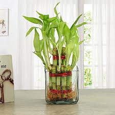 2 Layer Lucky Bamboo