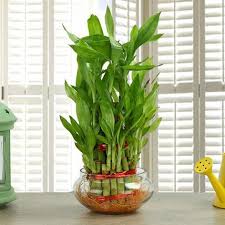 3 Layer Lucky Bamboo