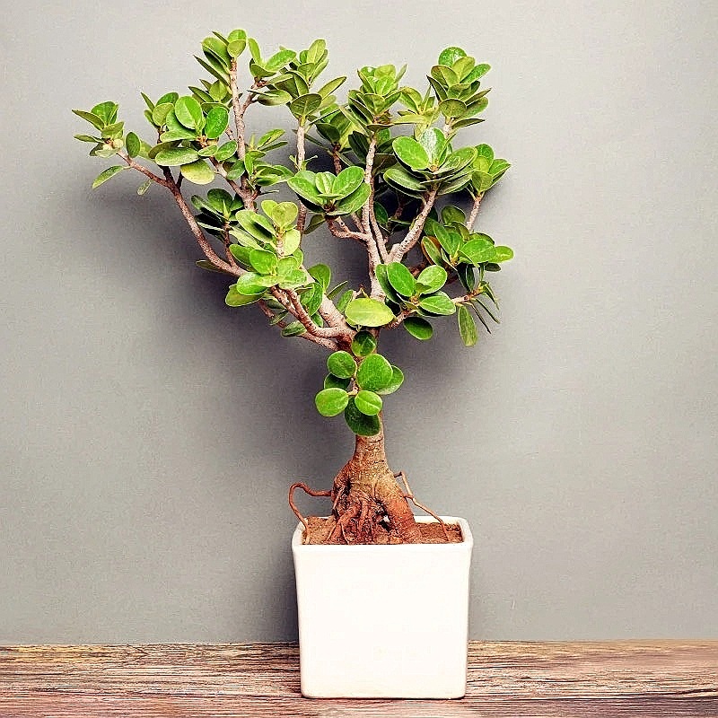 Ficus Iceland Bonsai Plant