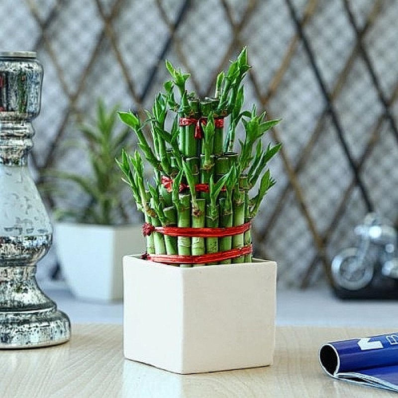 Lucky Bamboo In White Ceramic