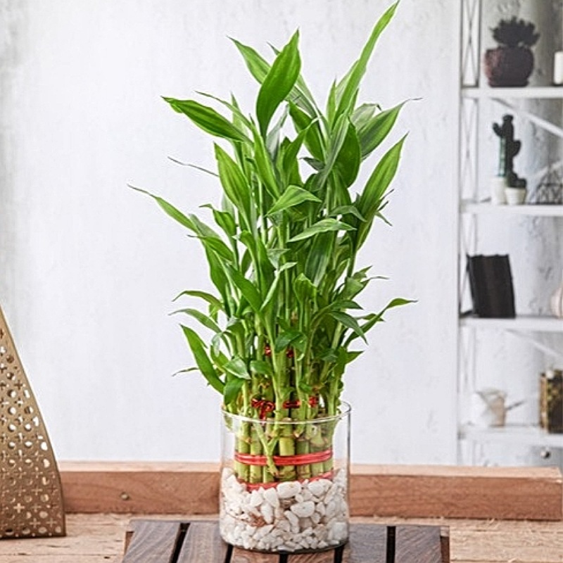 3 Layer Lucky Bamboo Plant