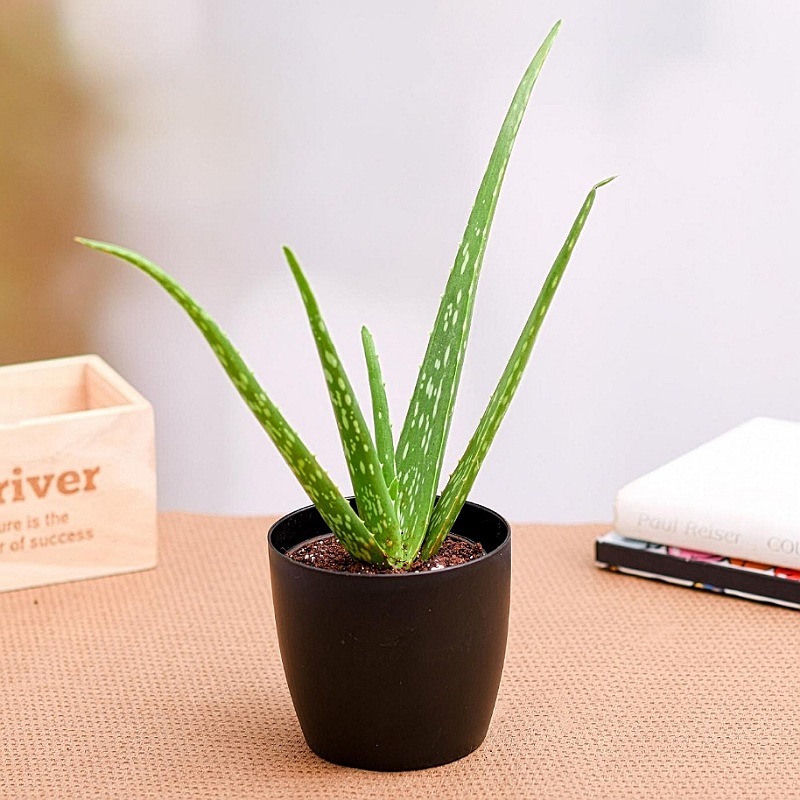 Aloe Vera Plant