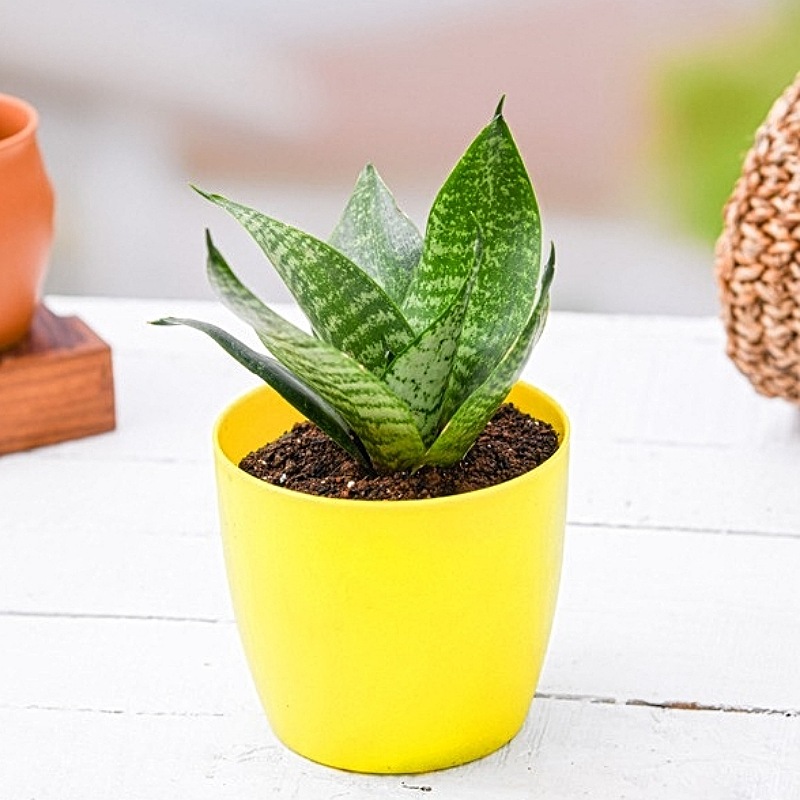 Air Purifying Snake Plant