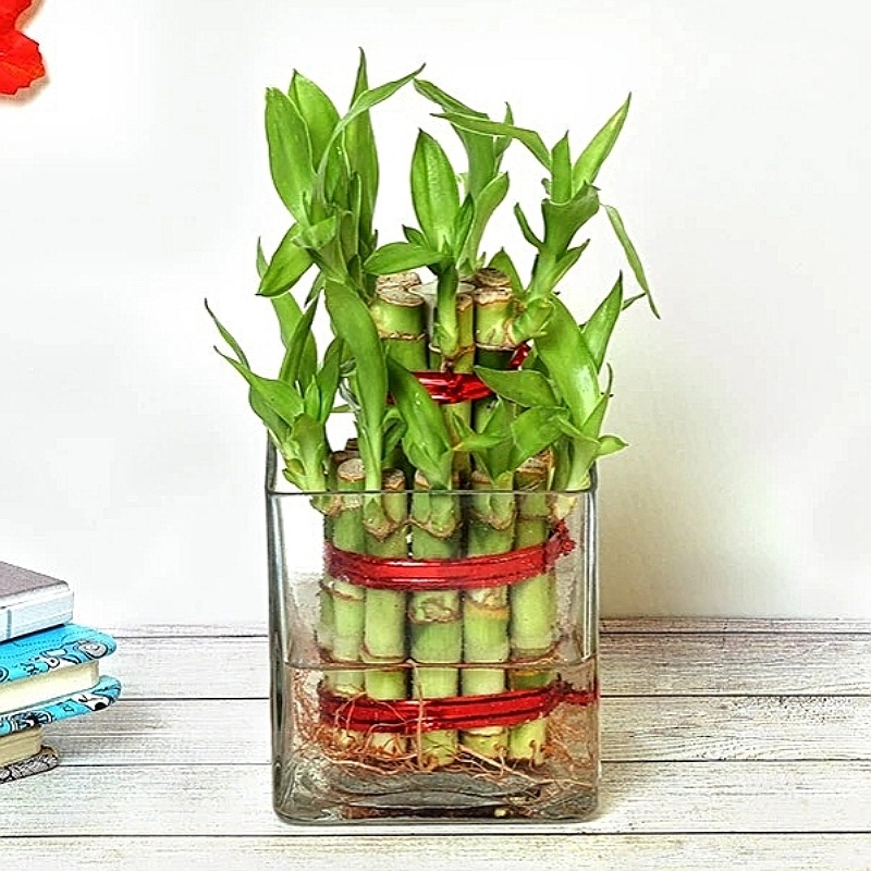 Glamorous 2 Layer Lucky Bamboo