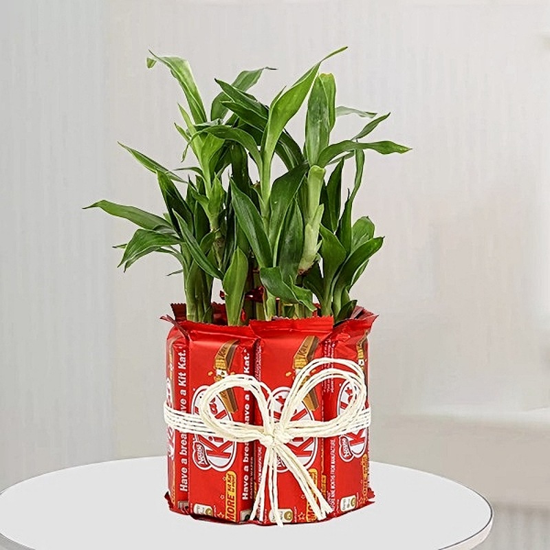 Lucky Bamboo With Kit Kat