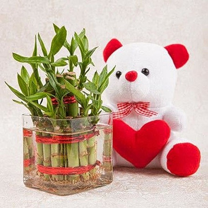 Good Luck Plant with Teddy Bear