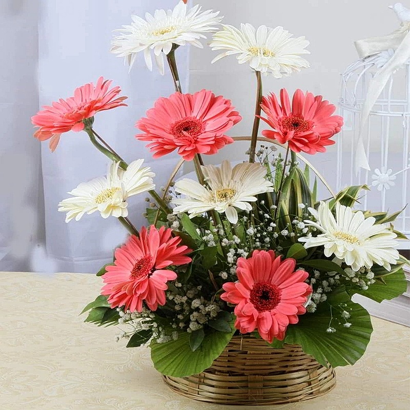 Amazing Gerberas Basket