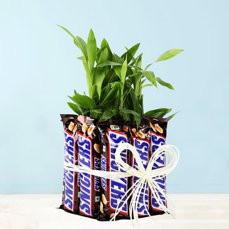 2 Layer Lucky Bamboo With Snickers